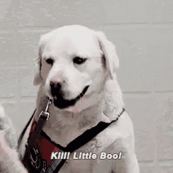 a man is talking to a white dog who is wearing a harness and collar .