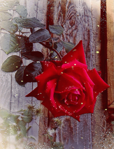 Snowy Rose GIF - Snowy Rose Red Rose GIFs