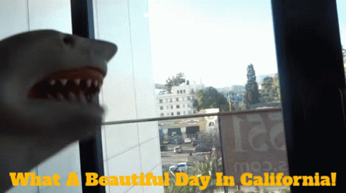 Shark Puppet What A Beautiful Day In California GIF - Shark Puppet What A Beautiful Day In California California GIFs