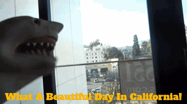 a shark looking out a window with the words what a beautiful day in california below it