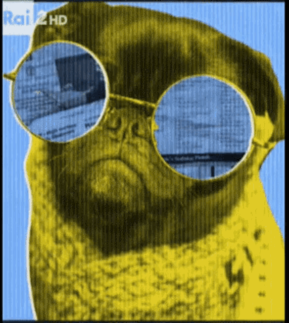 a picture of a pug wearing round glasses with rai 2 hd in the corner