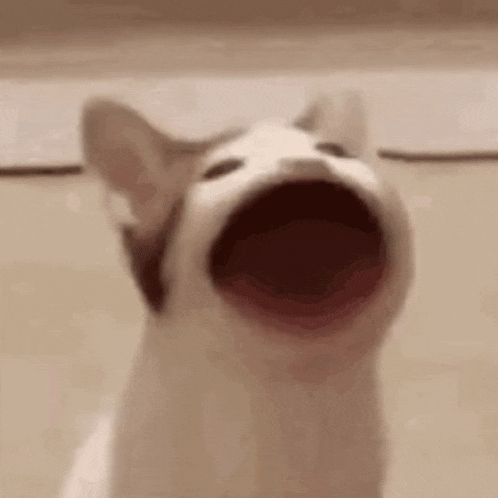 a close up of a cat with its mouth open and looking up .