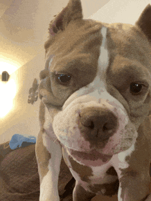 a close up of a dog 's face looking at the camera