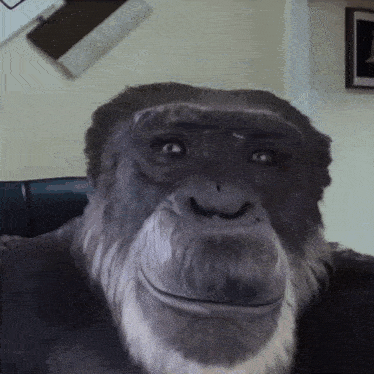 a close up of a chimpanzee 's face with a beard