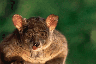 a close up of a small animal with its tongue hanging out