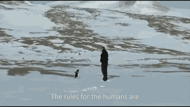 Werner Herzog Penguin GIF - Werner Herzog Penguin Human GIFs