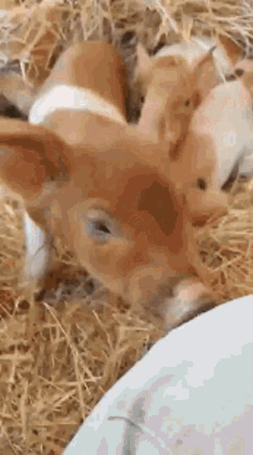 a group of pigs are laying in a pile of hay and looking at the camera .