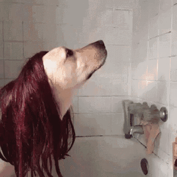 a dog with long red hair is taking a bath in a bathroom .
