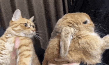 a cat and a rabbit are looking at each other in a room