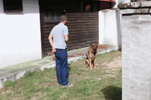 Cão E Mestre Training GIF - Cão E Mestre Training Dog Train GIFs