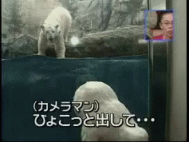 Polar Bear GIF - Polar Bear GIFs