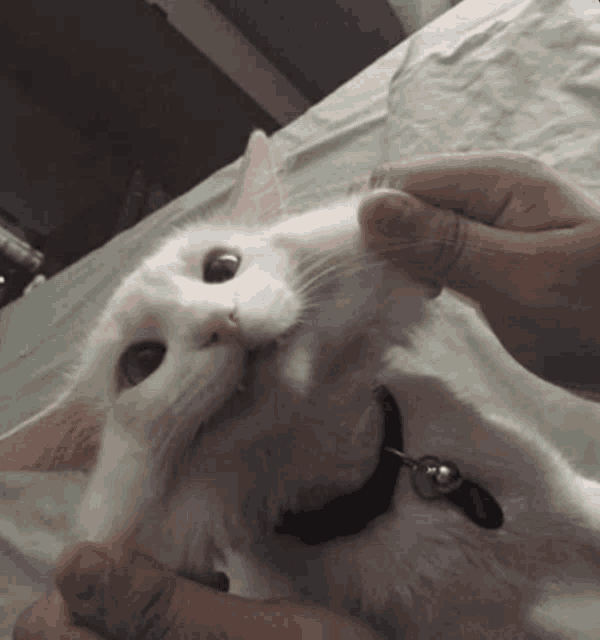 a white cat wearing a black collar is being petted by a person