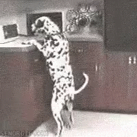 Thief GIF - Thief Dog Dalmatian GIFs