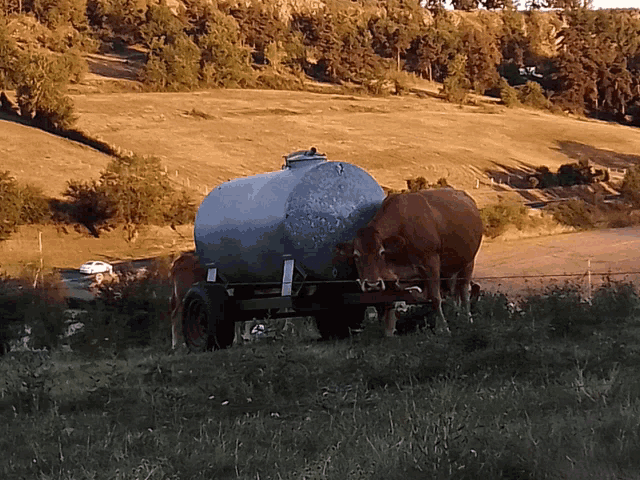 a cow standing in a field next to a barrel