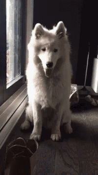 Samoyed Dog GIF - Samoyed Dog Smiling GIFs