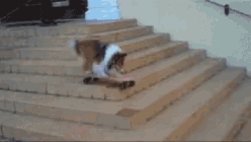 a cat is walking down a set of stairs