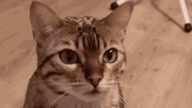 a close up of a cat looking at the camera .