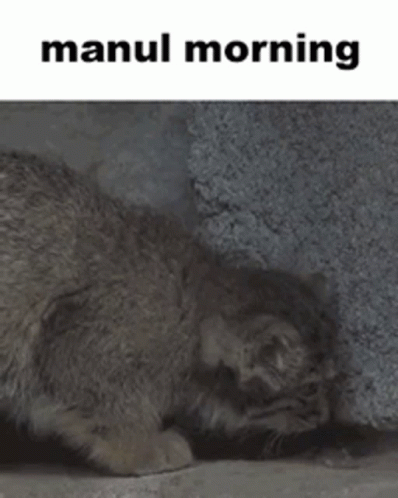 Manul Manul Morning GIF - Manul Manul Morning Pallas Cat GIFs