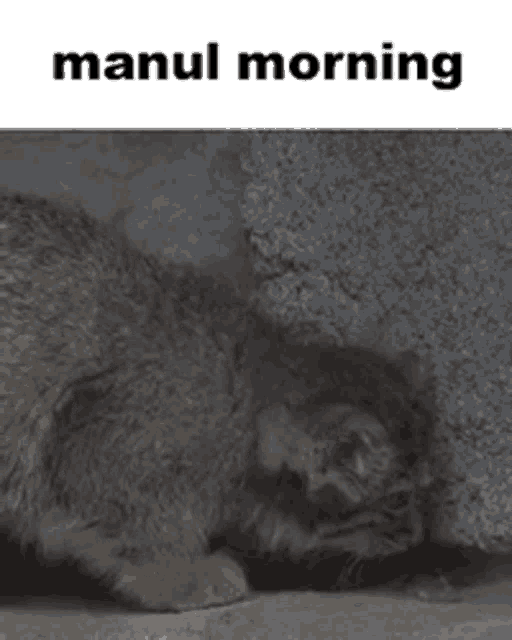 a picture of a cat with the words manul morning on the bottom