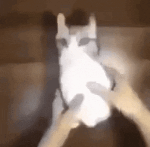 a person is holding a white cat in their hands in a dark room .