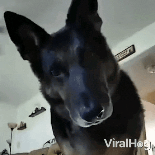 a german shepherd dog is looking at the camera in a living room .