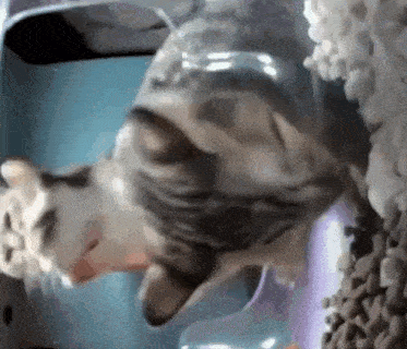 a cat is drinking water from a bottle while laying on its back .