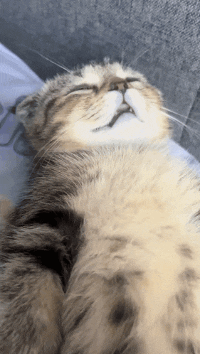 a close up of a cat sleeping on a couch with its eyes closed