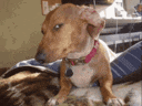 a brown and white dog wearing a pink collar is laying on a blanket .