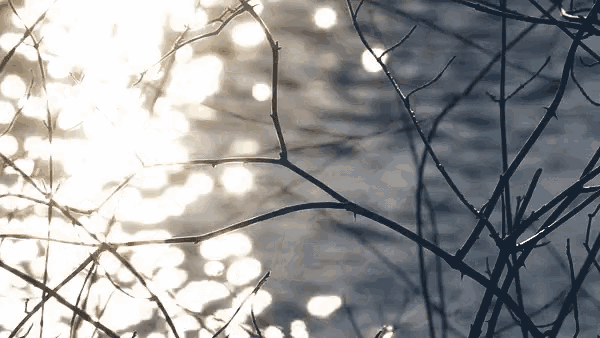 the sun shines through the branches of a tree in front of a body of water