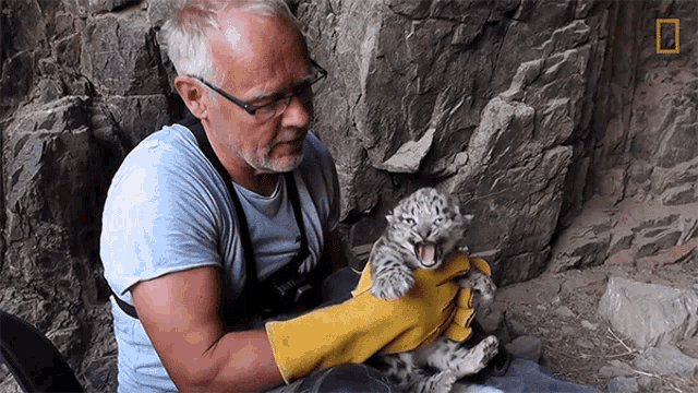 Hissing Snow Leopard Day GIF - Hissing Snow Leopard Day Snow Leopard Cub GIFs