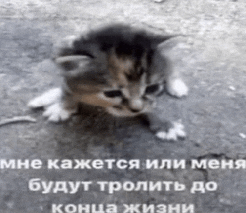 a kitten is sitting on the ground with a caption in a foreign language