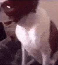 a dog is sitting on a couch with its mouth open and looking at the camera .
