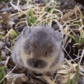 a close up of a squirrel laying in the grass .