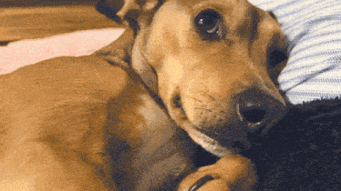 a brown dog laying on a bed with a blue and white striped pillow
