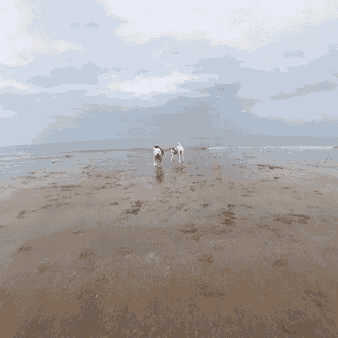 a couple of dogs walking on a beach near the ocean