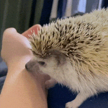 a close up of a hedgehog on a person 's arm