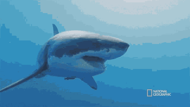 a great white shark is swimming in the ocean with a national geographic logo behind it