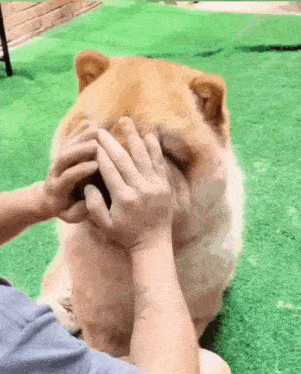 a person is covering a dog 's face with their hands while it looks at the camera .
