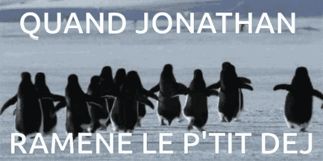 a group of penguins are walking in a line with the words quand jonathan ramene le p'tit dej