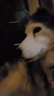 a close up of a husky dog looking at something