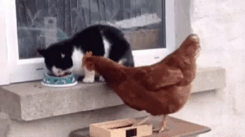 Cat Chicken GIF - Cat Chicken Food GIFs