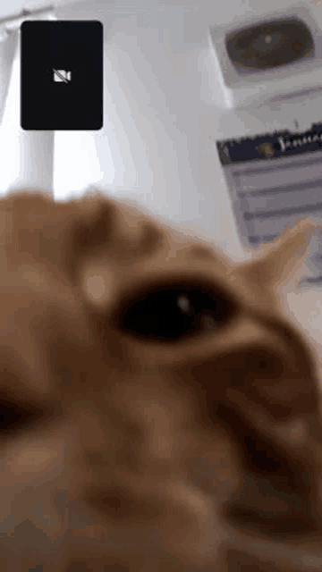a close up of a cat 's face during a video call on a cell phone .