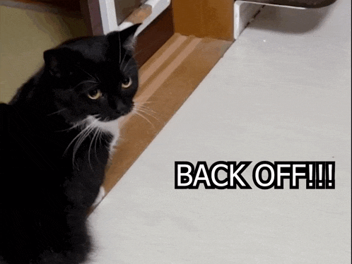 a black cat standing next to a sign that says " back off "