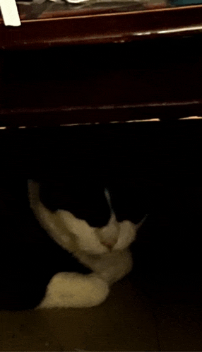 a black and white cat is laying under a wooden table