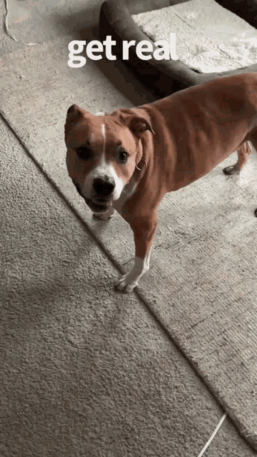 a brown and white dog standing on a carpet with a caption that says " get real "