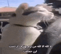 a cat is sitting on a person 's lap with a foreign language written on it .