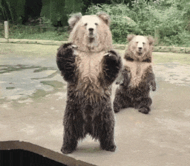 two bears are standing on their hind legs in a zoo