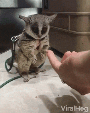 a squirrel on a leash is being petted by a person 's finger .