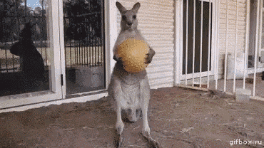 a kangaroo is holding a yellow ball in its paws