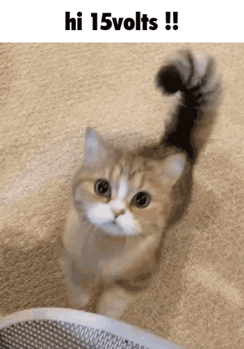 a cat with a long tail is standing on the floor and looking up at the camera with the words hi 15 volts written above it .